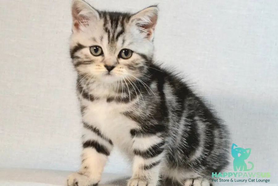 Silwa Scottish Straight female black silver tabby - live animals