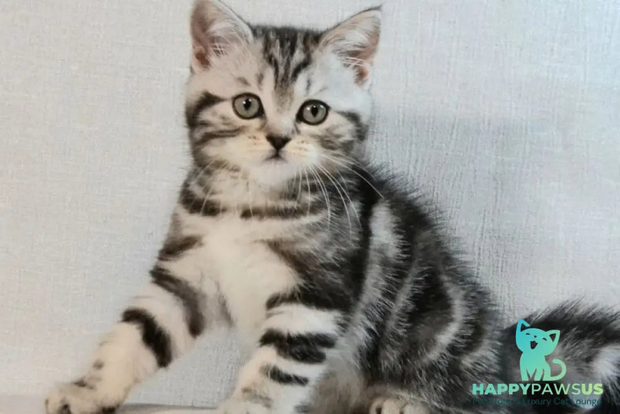 Silwa Scottish Straight female black silver tabby - live animals
