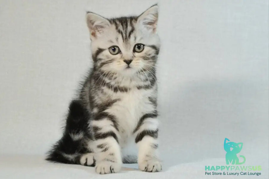 Silwa Scottish Straight female black silver tabby - live animals