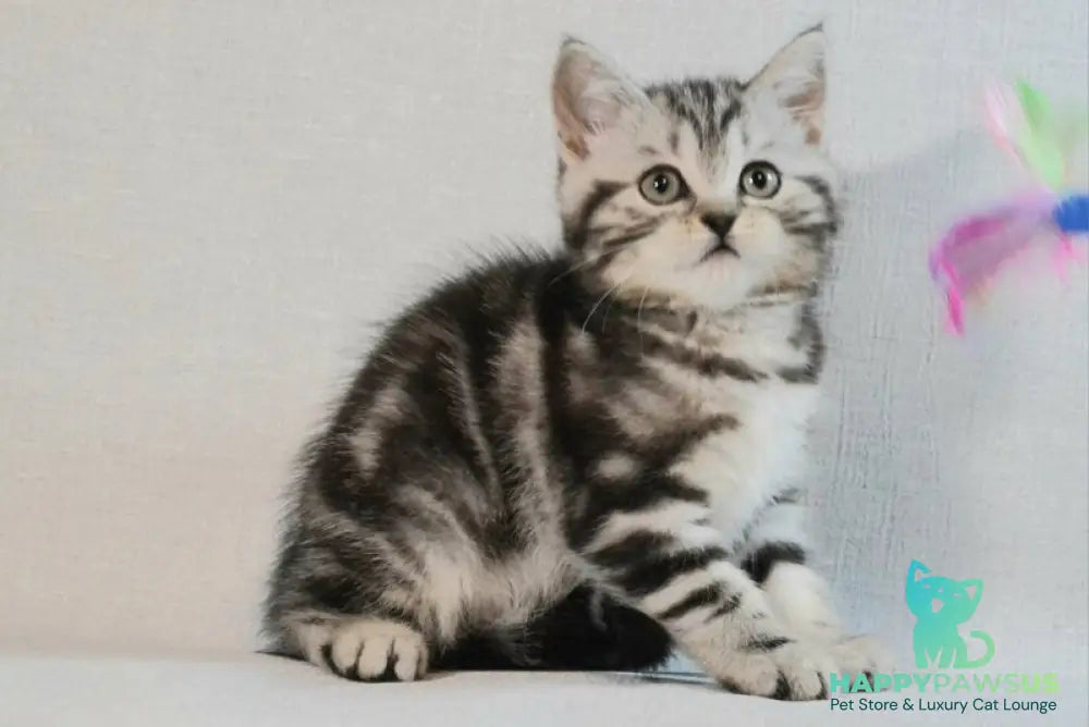 Silwa Scottish Straight female black silver tabby - live animals