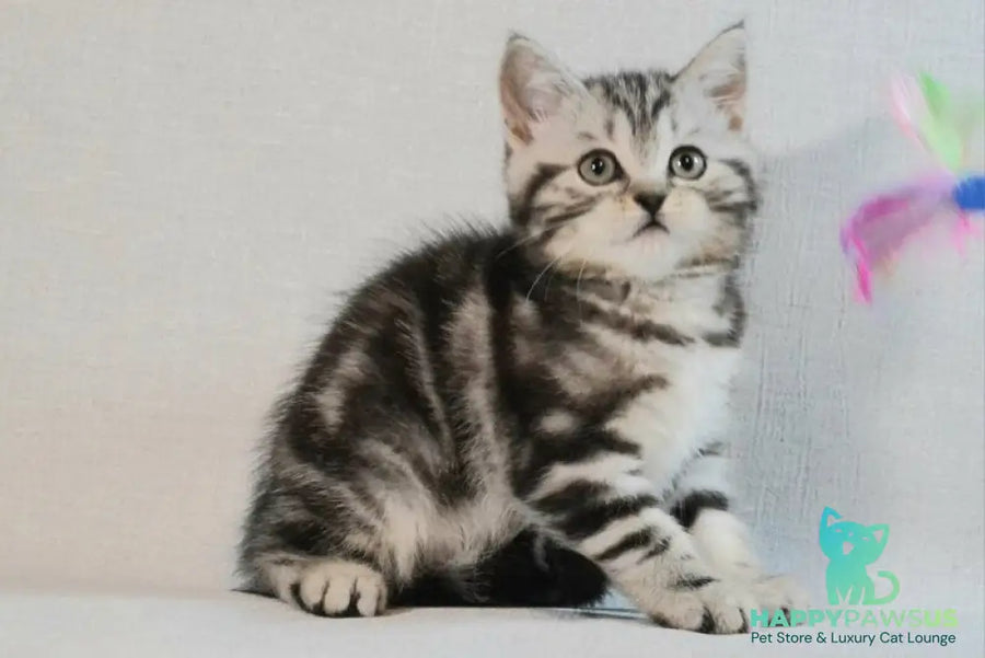 Silwa Scottish Straight female black silver tabby - live animals