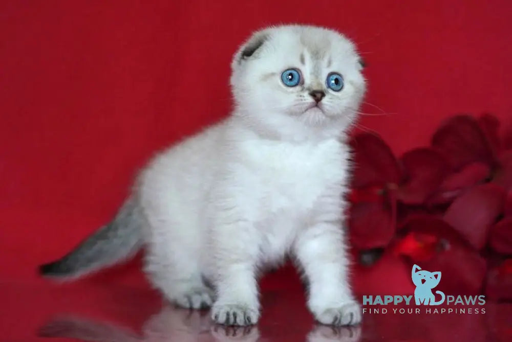 Sim Scottish Fold male black ticked tabby pointed live animals