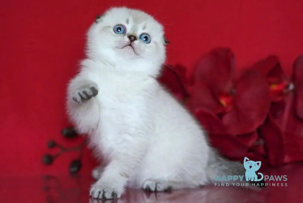 Sim Scottish Fold male black ticked tabby pointed live animals