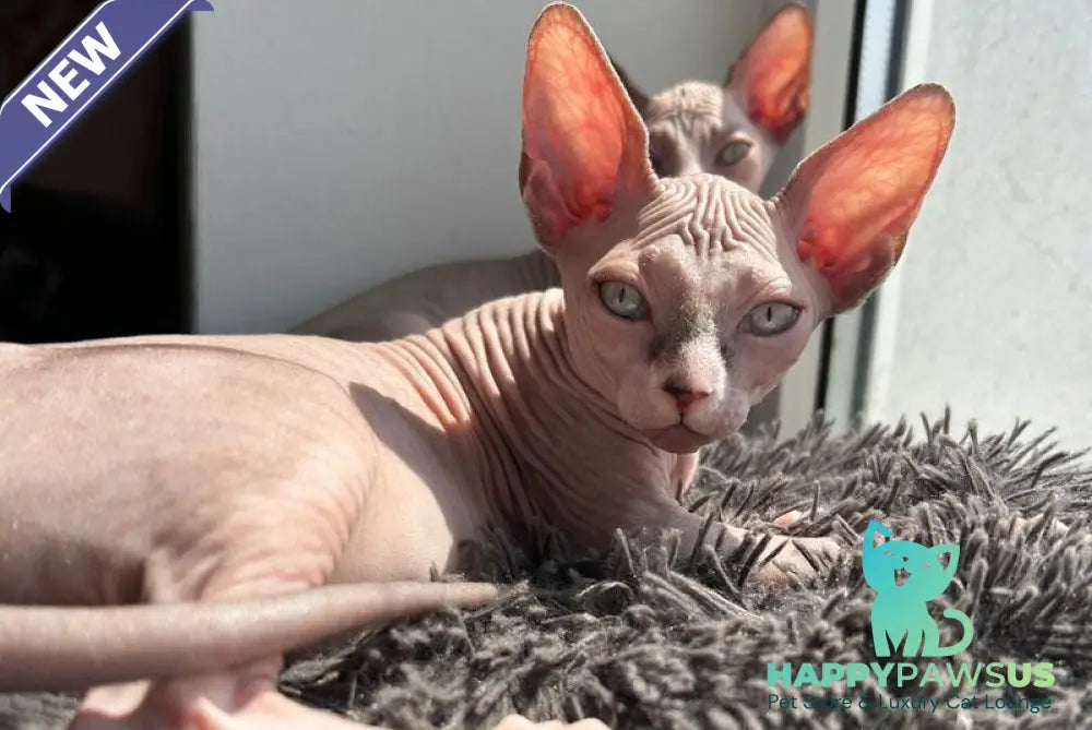 Sima Canadian Sphynx female blue - live animals