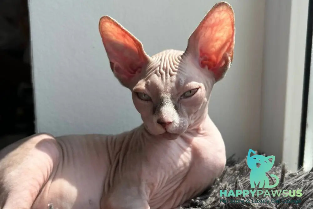 Sima Canadian Sphynx female blue - live animals