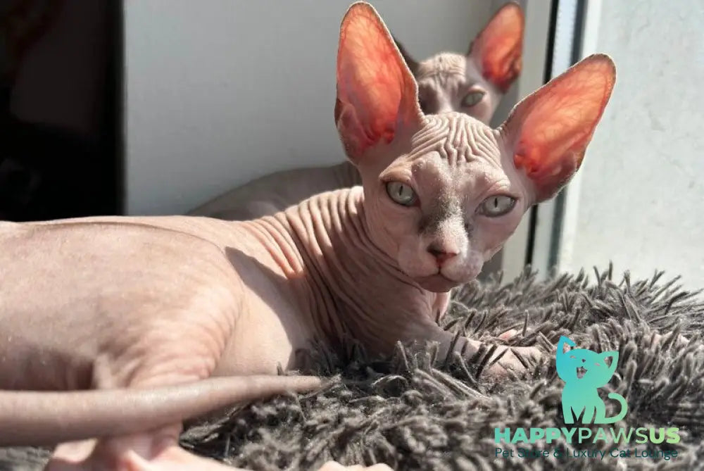 Sima Canadian Sphynx female blue - live animals