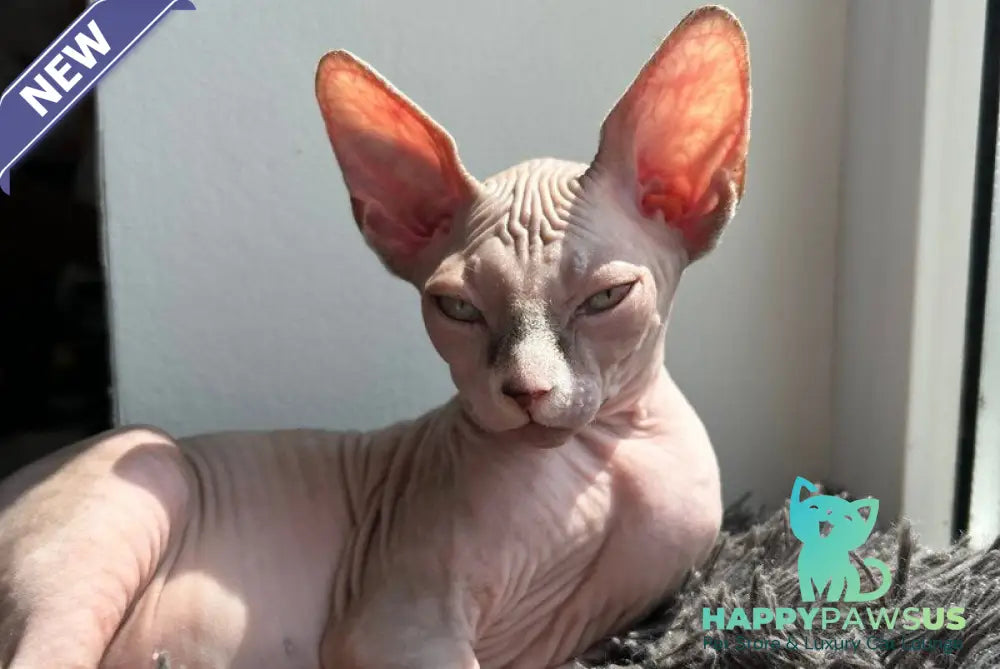 Sima Canadian Sphynx female blue - live animals