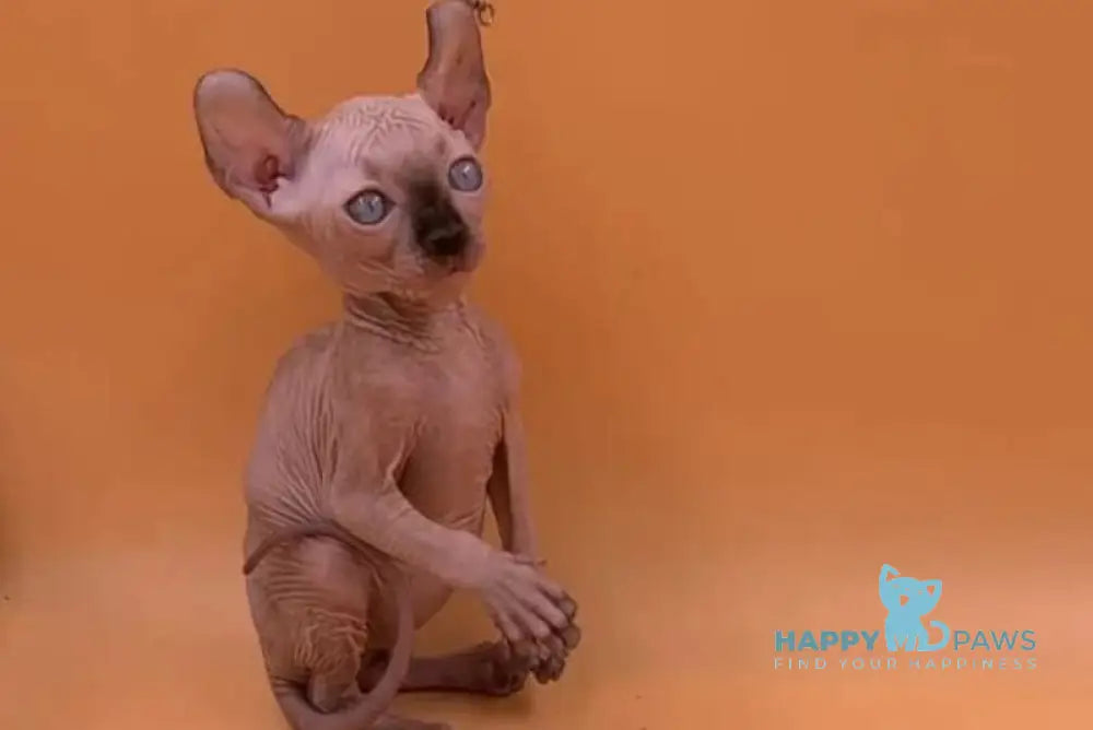 Sima Elf female black pointed live animals