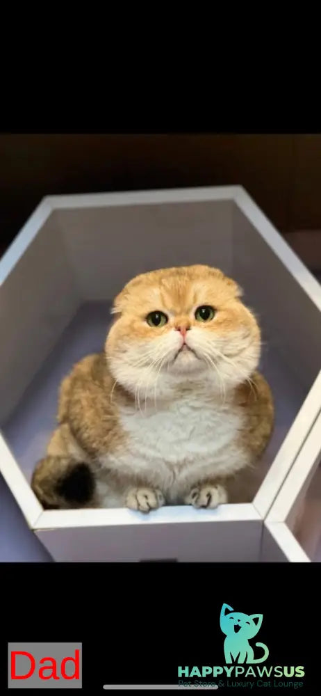 Sima Scottish Fold female black golden spotted tabby - live animals