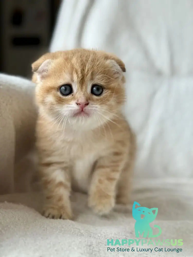 Sima Scottish Fold female black golden spotted tabby - live animals