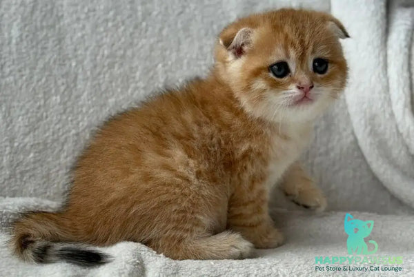 Sima Scottish Fold female black golden spotted tabby - live animals