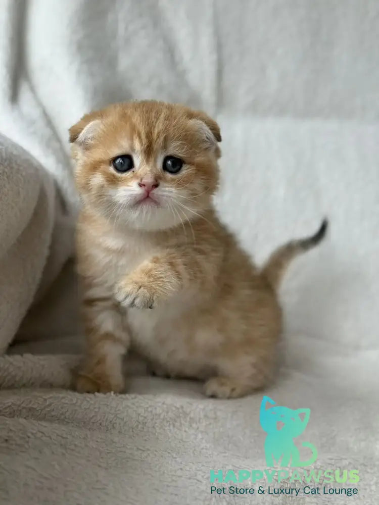 Sima Scottish Fold female black golden spotted tabby - live animals