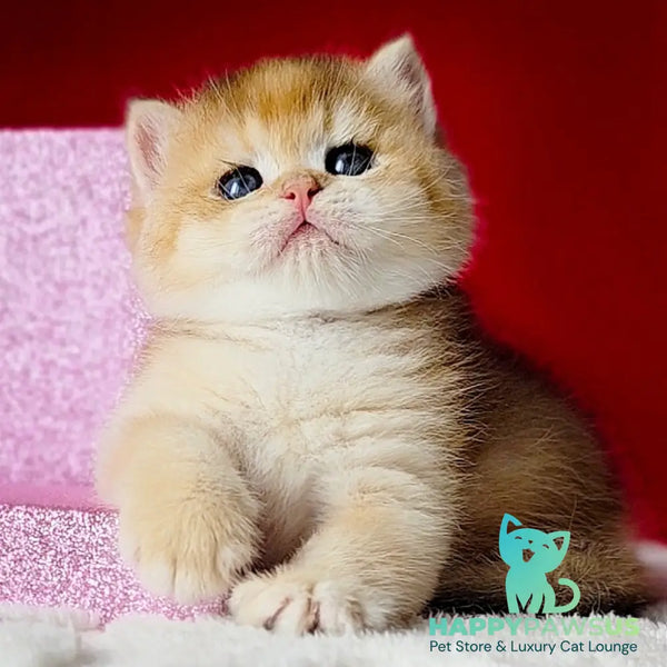 Simba British Shorthair male black golden chinchilla - live animals