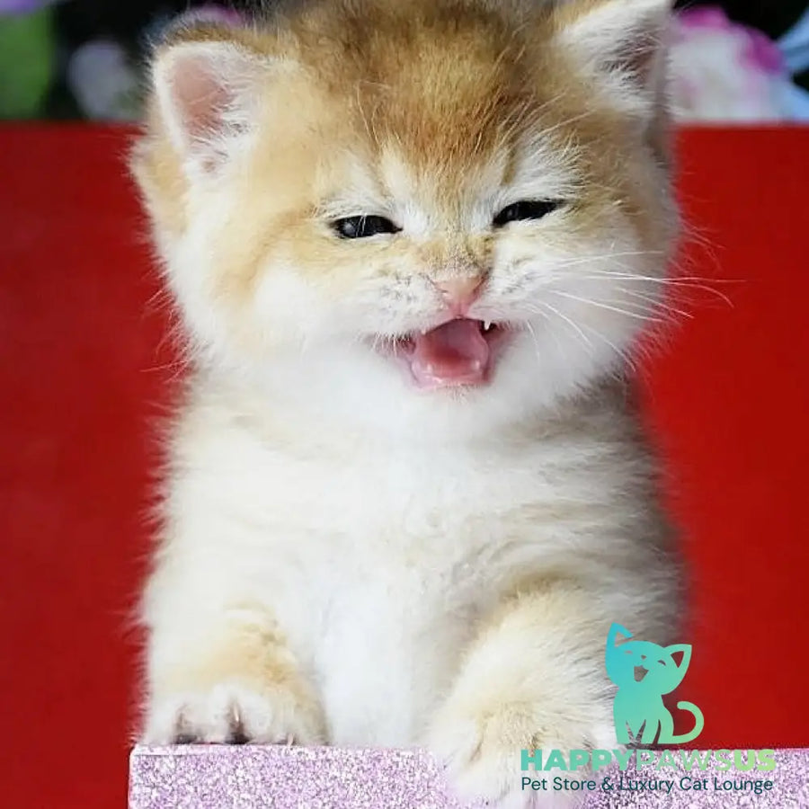 Simba British Shorthair male black golden chinchilla - live animals