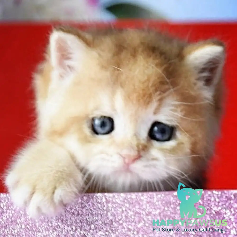 Simba British Shorthair male black golden chinchilla - live animals