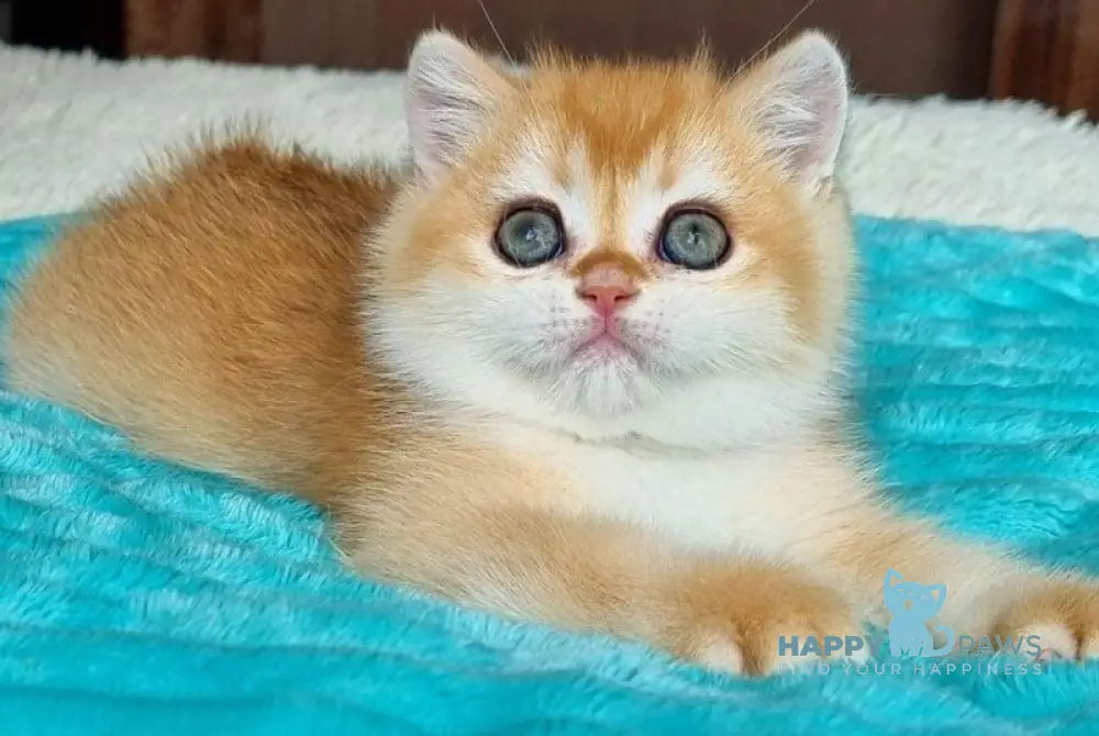 Simba British Shorthair male black golden chinchilla - live animals