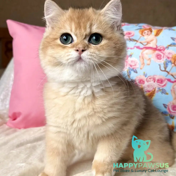 Simba British Shorthair male black golden chinchilla - live animals
