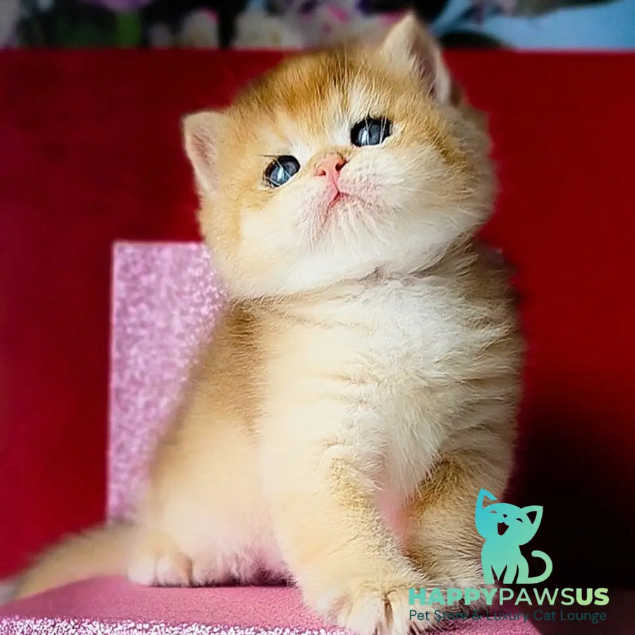 Simba British Shorthair male black golden chinchilla - live animals