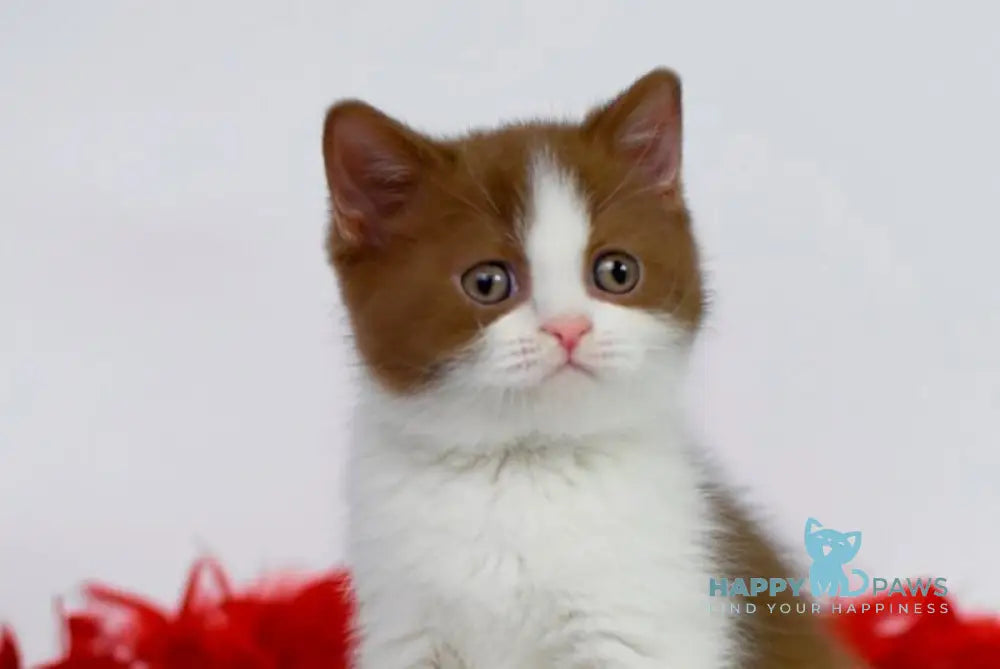 Simba British Shorthair male cinnamon bicolour live animals