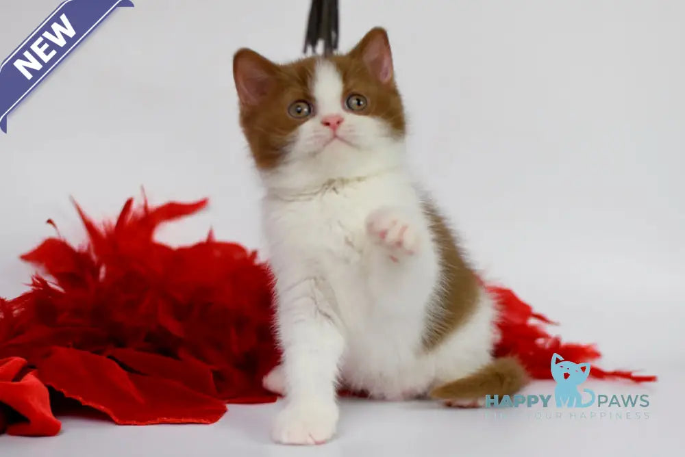 Simba British Shorthair male cinnamon bicolour live animals