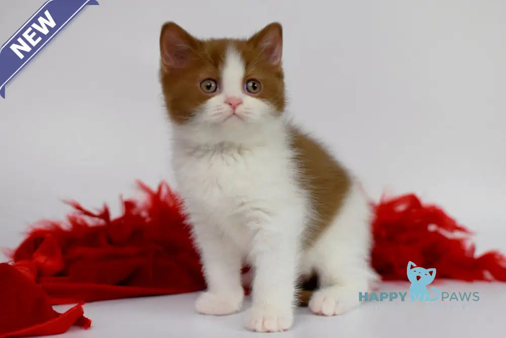 Simba British Shorthair male cinnamon bicolour live animals