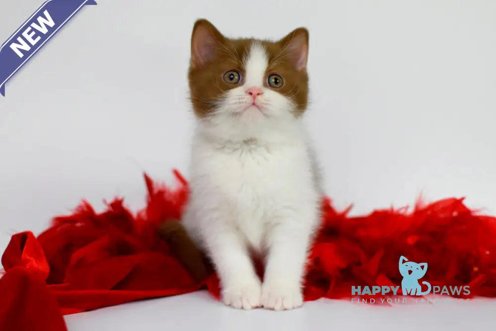 Simba British Shorthair male cinnamon bicolour live animals