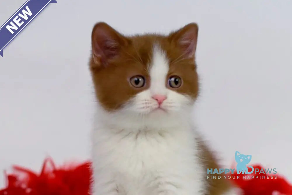 Simba British Shorthair male cinnamon bicolour live animals