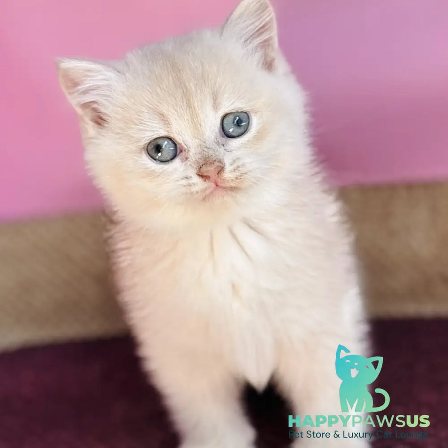 Simba British Shorthair male lilac golden chinchilla - live animals