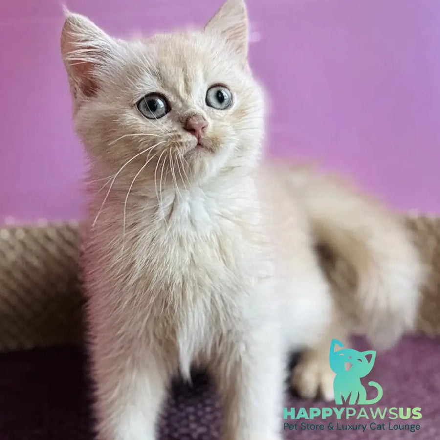 Simba British Shorthair male lilac golden chinchilla - live animals