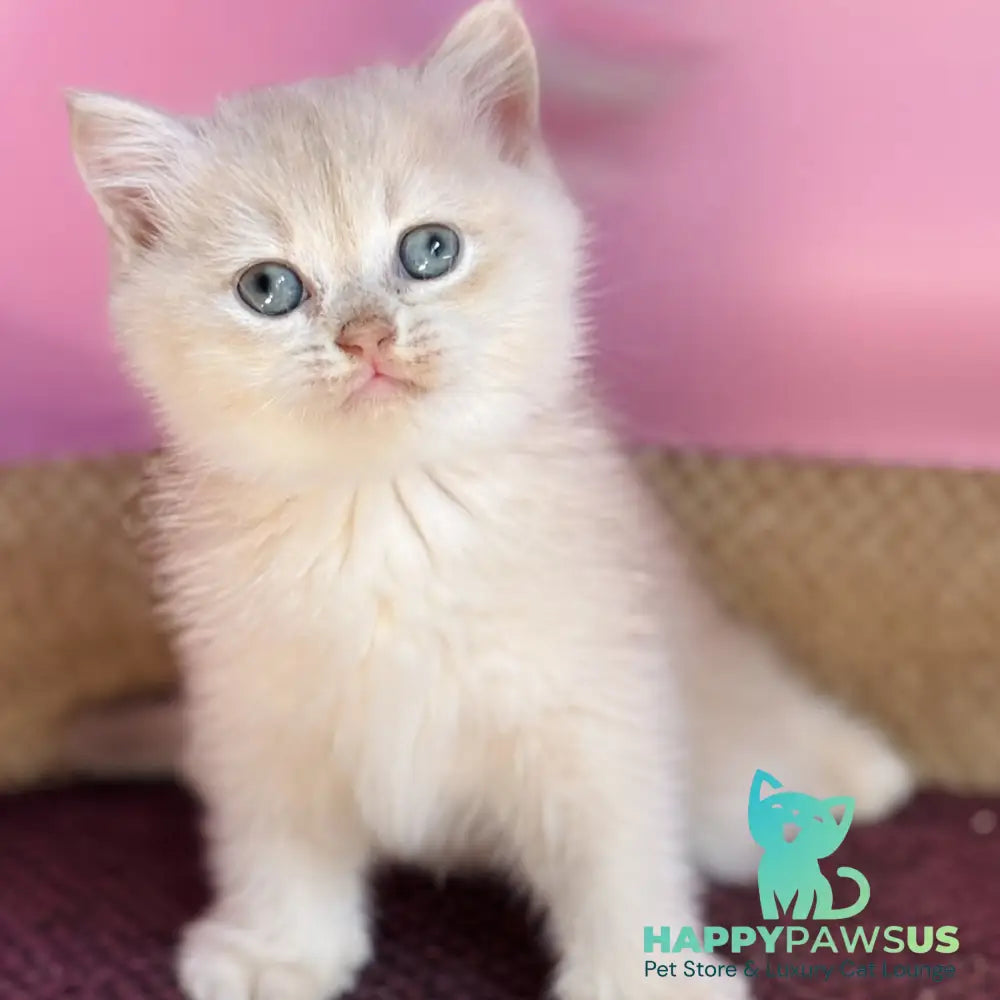 Simba British Shorthair male lilac golden chinchilla - live animals