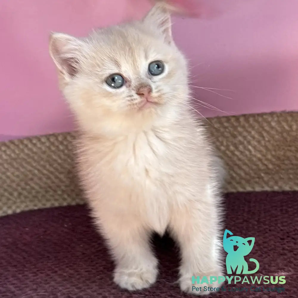 Simba British Shorthair male lilac golden chinchilla - live animals