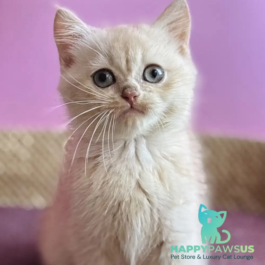 Simba British Shorthair male lilac golden chinchilla - live animals