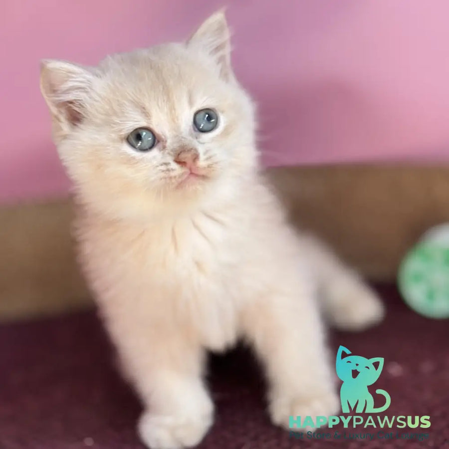 Simba British Shorthair male lilac golden chinchilla - live animals