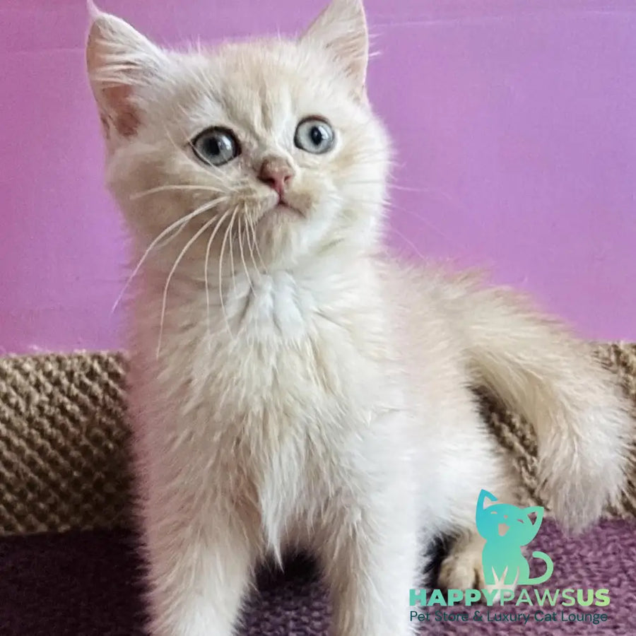 Simba British Shorthair male lilac golden chinchilla - live animals