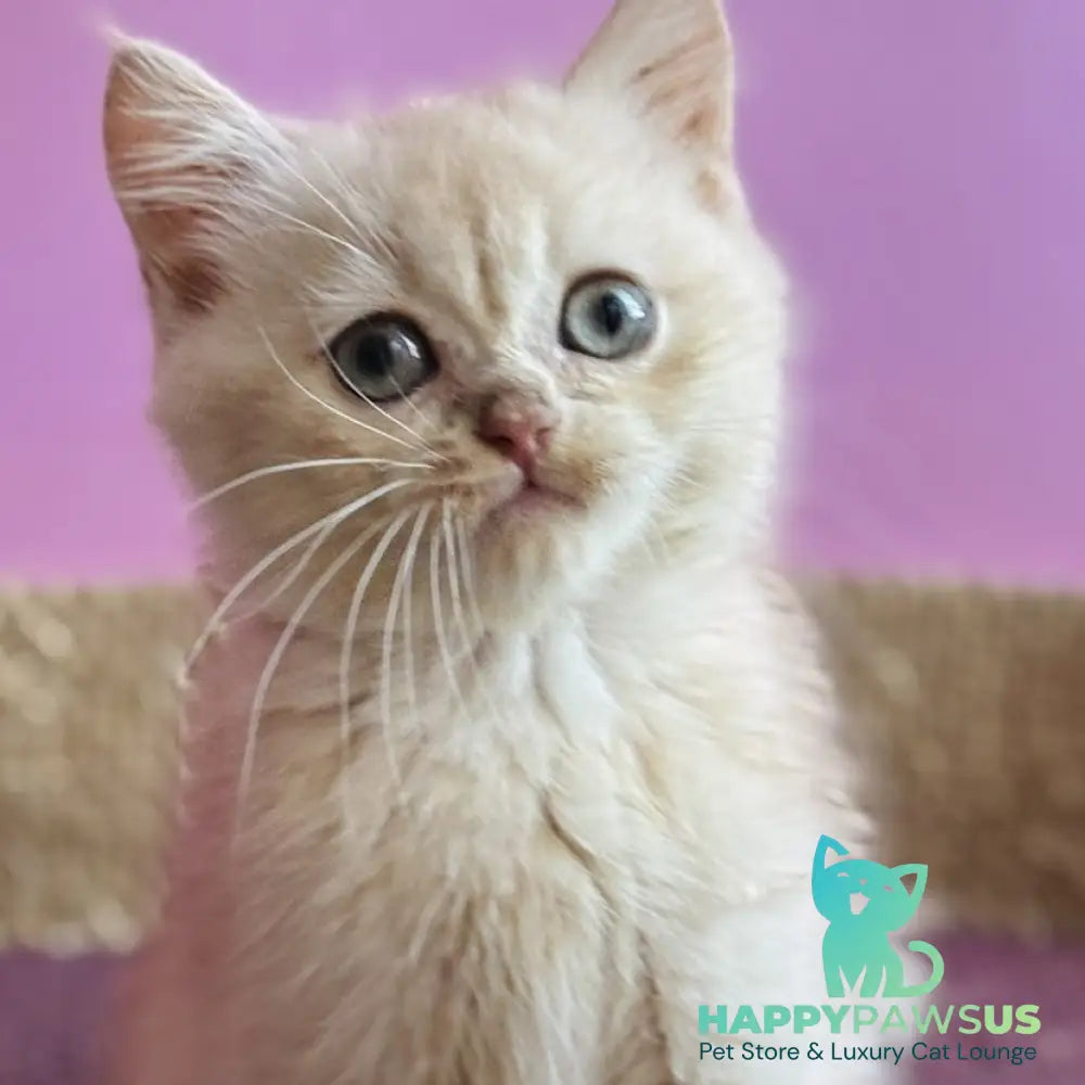 Simba British Shorthair male lilac golden chinchilla - live animals