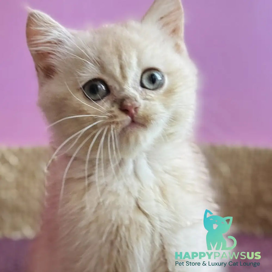 Simba British Shorthair male lilac golden chinchilla - live animals