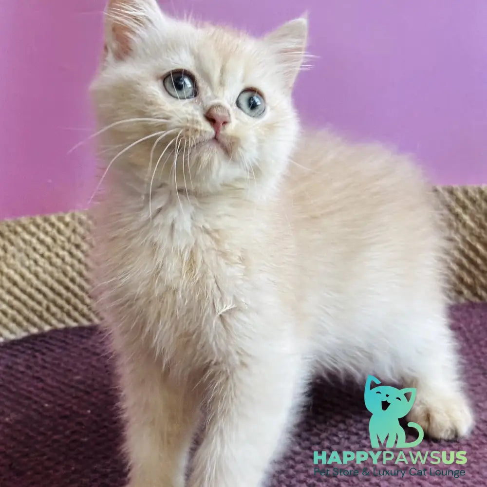 Simba British Shorthair male lilac golden chinchilla - live animals