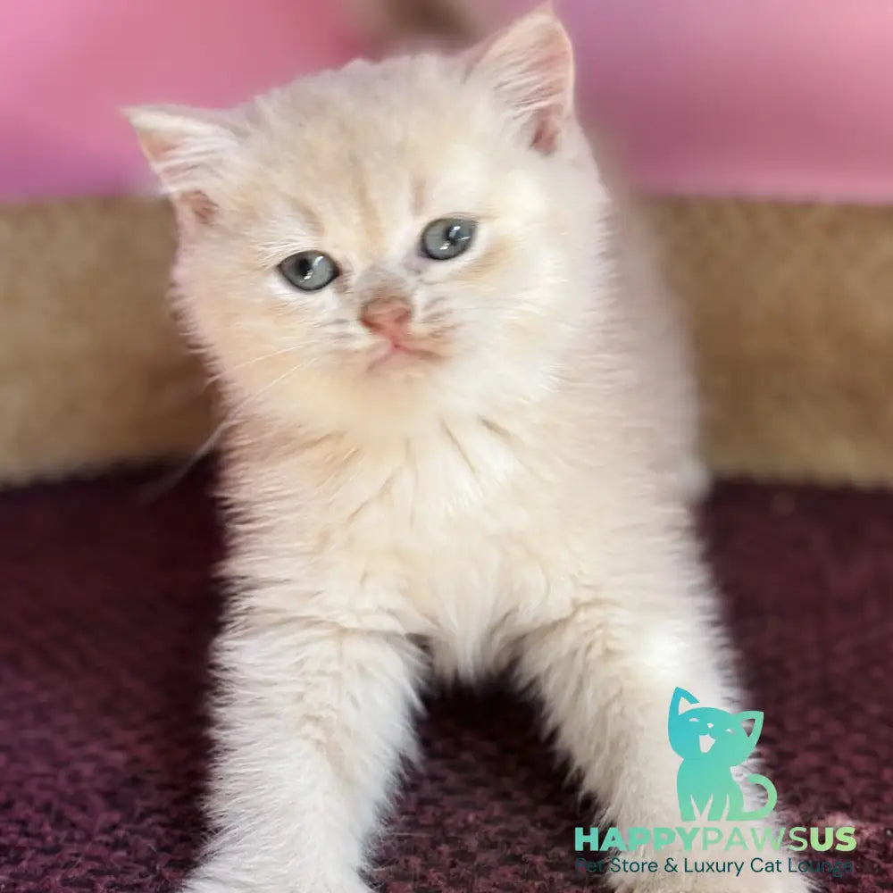 Simba British Shorthair male lilac golden chinchilla - live animals