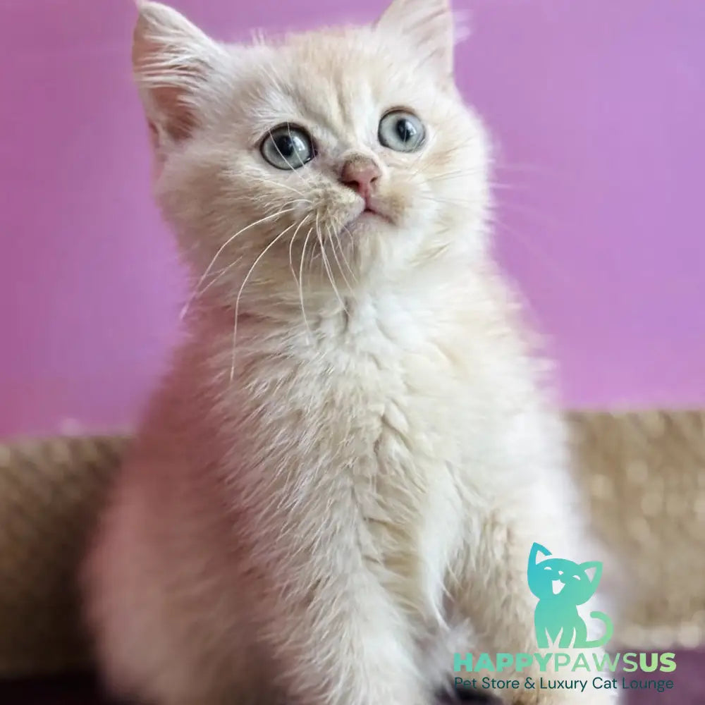 Simba British Shorthair male lilac golden chinchilla - live animals