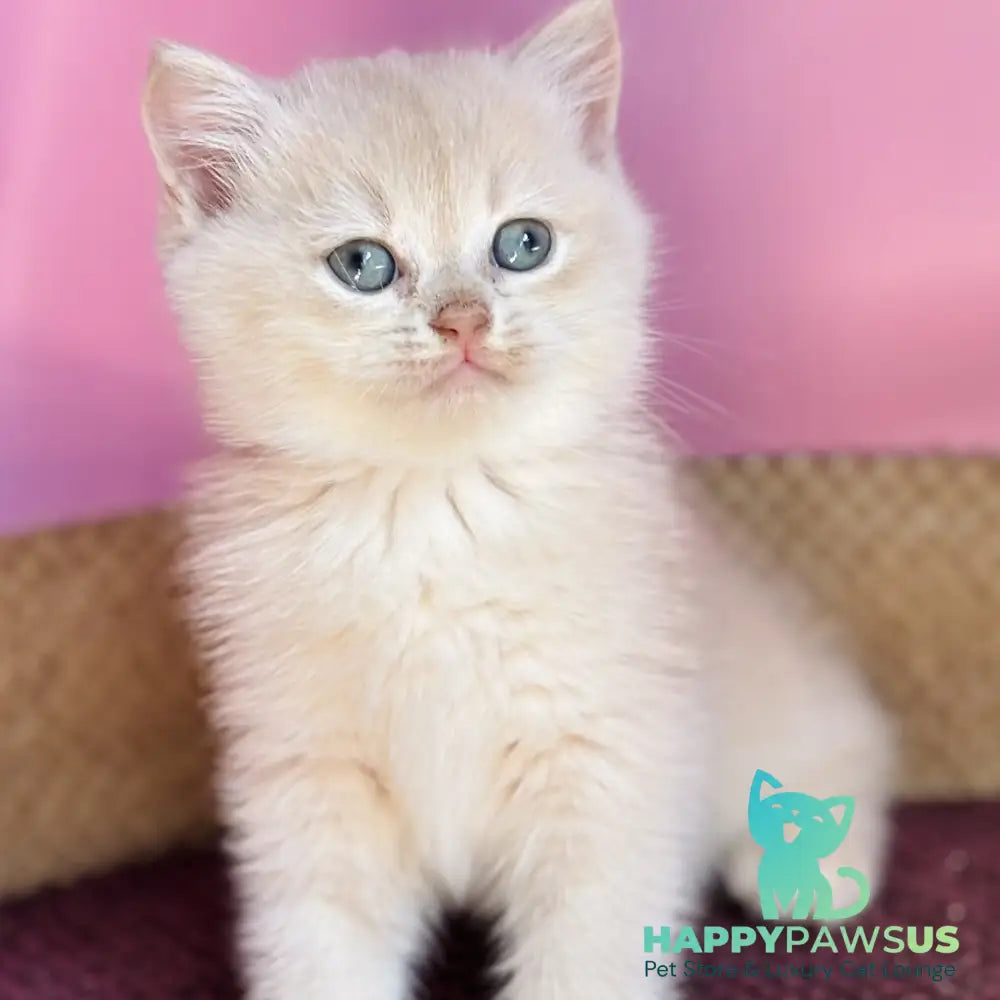 Simba British Shorthair male lilac golden chinchilla - live animals