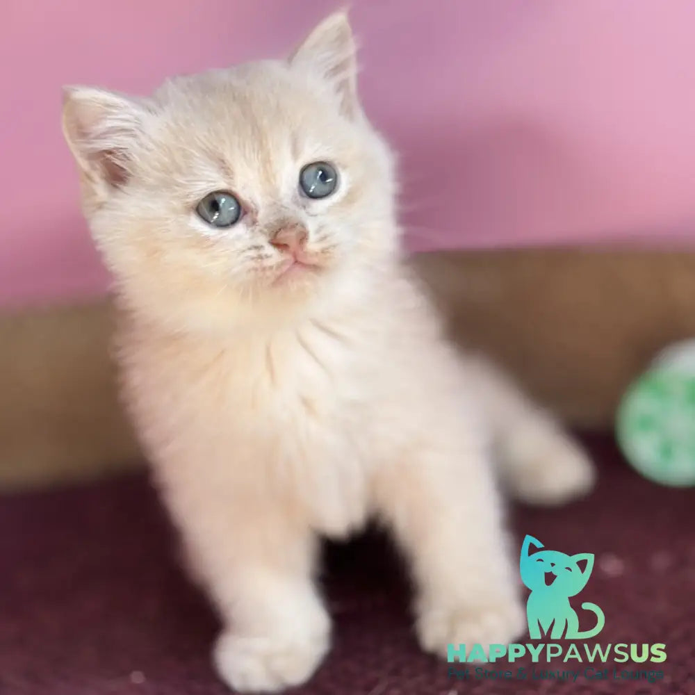 Simba British Shorthair male lilac golden chinchilla - live animals