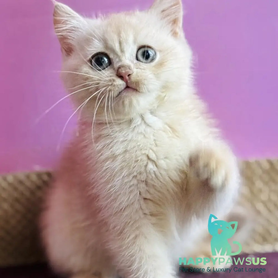Simba British Shorthair male lilac golden chinchilla - live animals