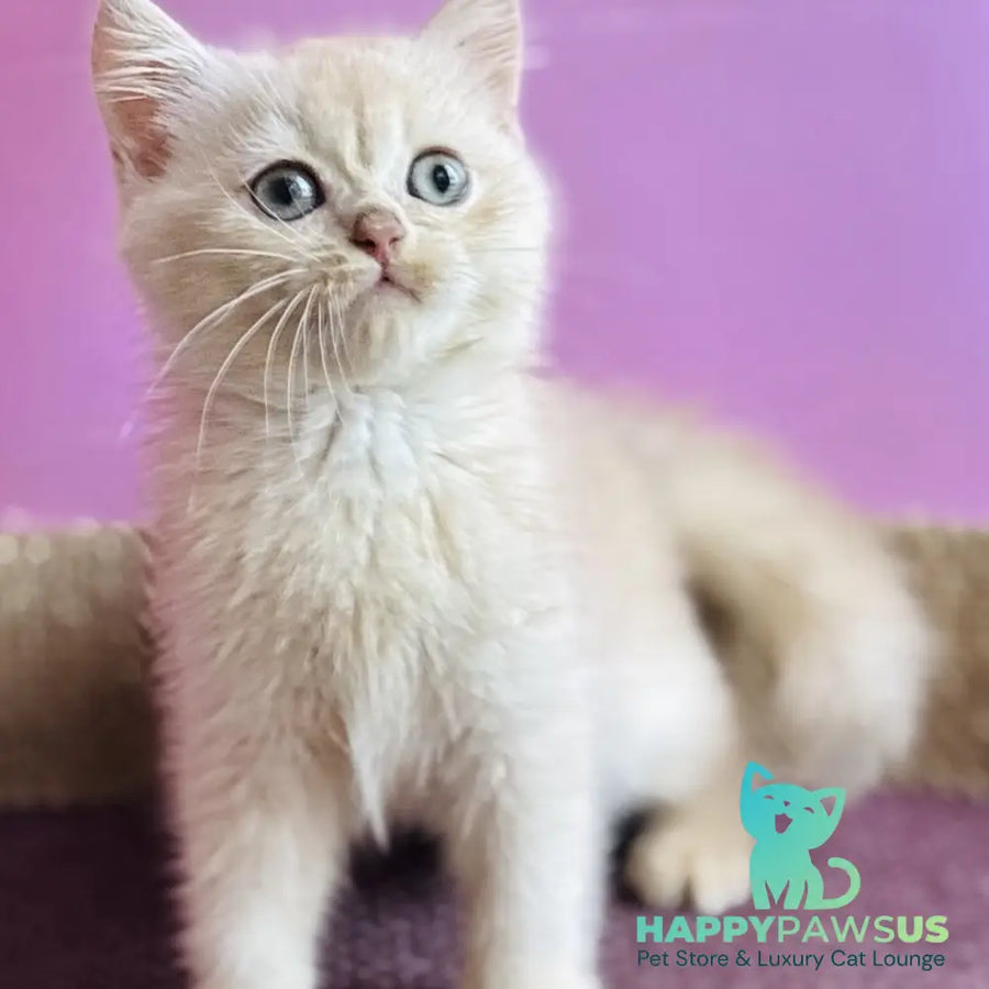 Simba British Shorthair male lilac golden chinchilla - live animals