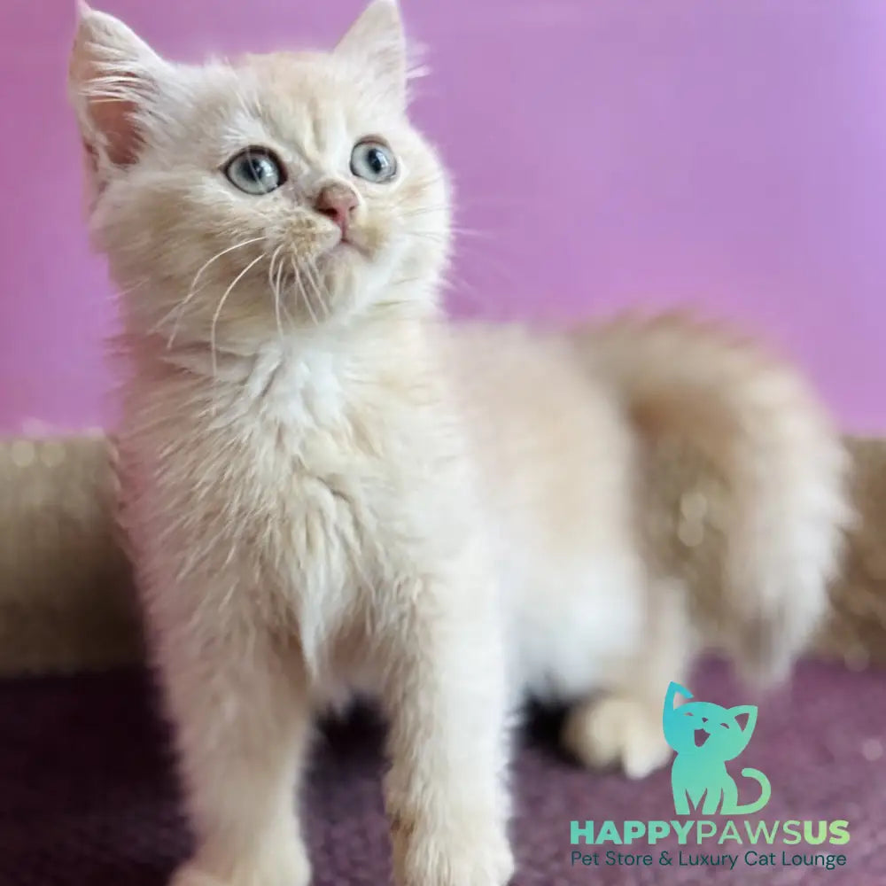 Simba British Shorthair male lilac golden chinchilla - live animals