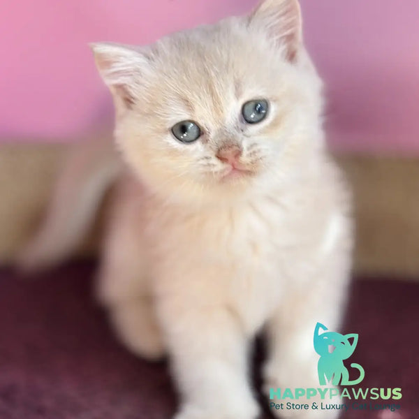 Simba British Shorthair male lilac golden chinchilla - live animals