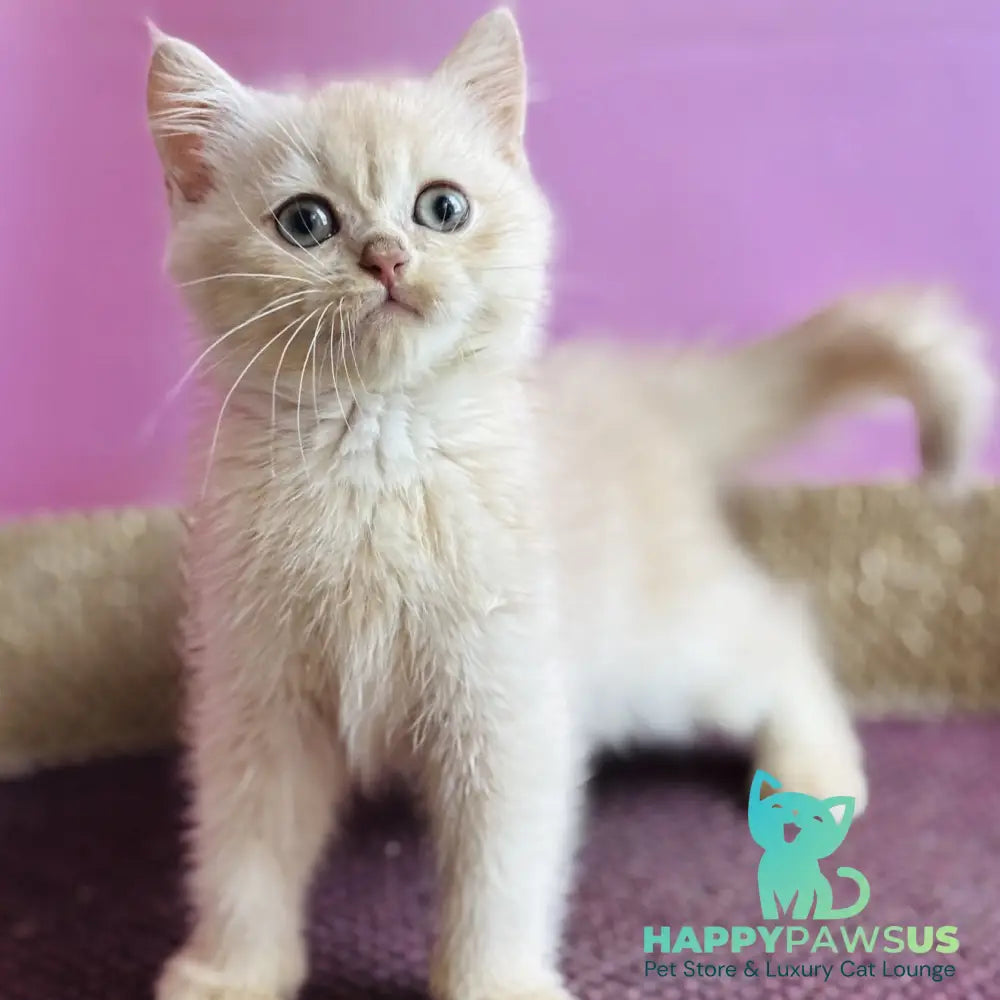 Simba British Shorthair male lilac golden chinchilla - live animals