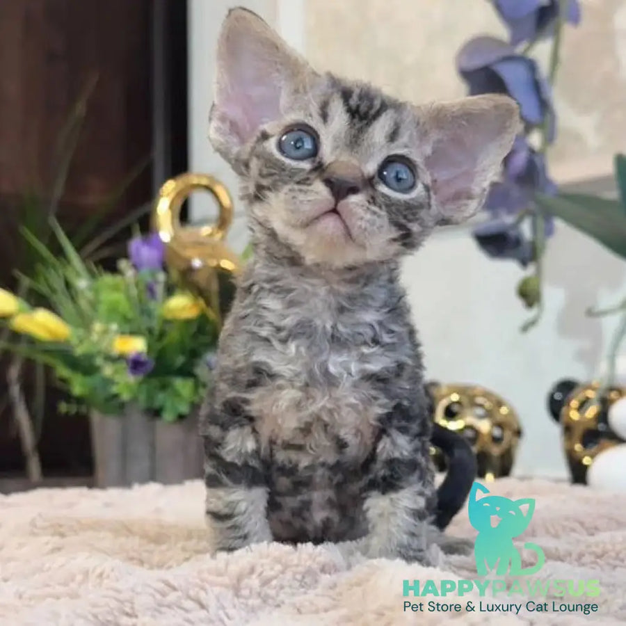 Simba Devon Rex male black spotted tabby - live animals