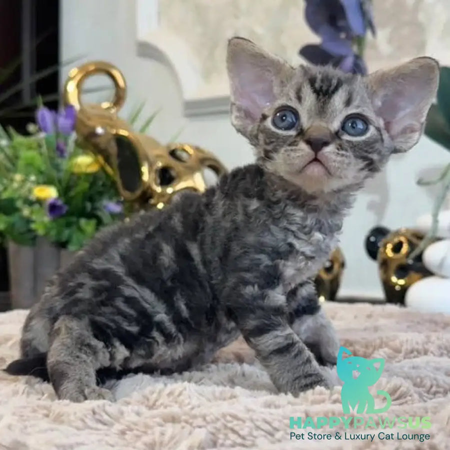 Simba Devon Rex male black spotted tabby - live animals