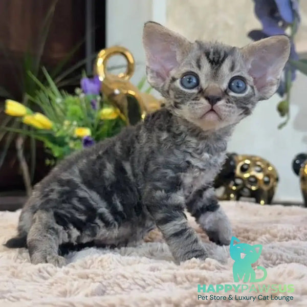 Simba Devon Rex male black spotted tabby - live animals