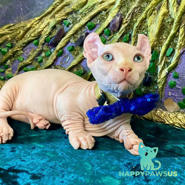 Simba Dwelf male red pointed - live animals